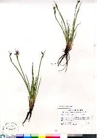 Sisyrinchium montanum image