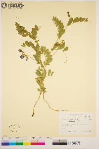 Lathyrus japonicus var. japonicus image