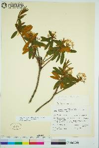 Rhododendron groenlandicum image