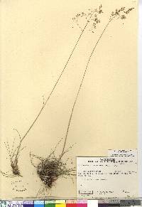 Deschampsia flexuosa image