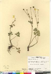 Ranunculus repens image