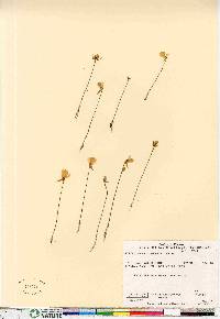 Utricularia cornuta image