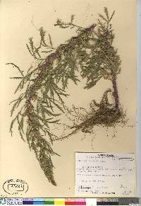 Artemisia biennis image