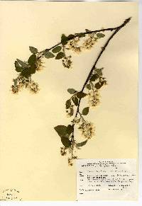 Amelanchier stolonifera image