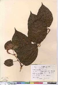 Reynoutria japonica image