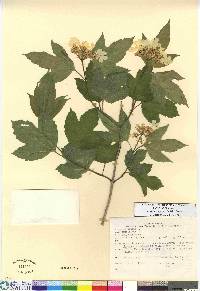 Viburnum trilobum image