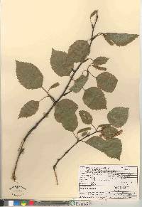 Betula papyrifera image