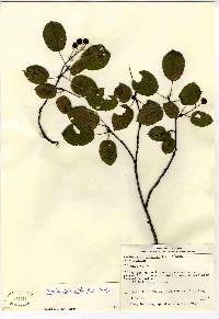 Amelanchier stolonifera image