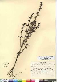 Pedicularis parviflora image