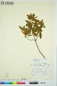 Rhododendron groenlandicum image