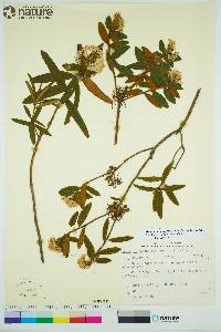 Rhododendron groenlandicum image