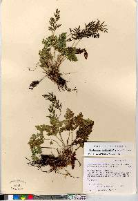Cryptogramma sitchensis image