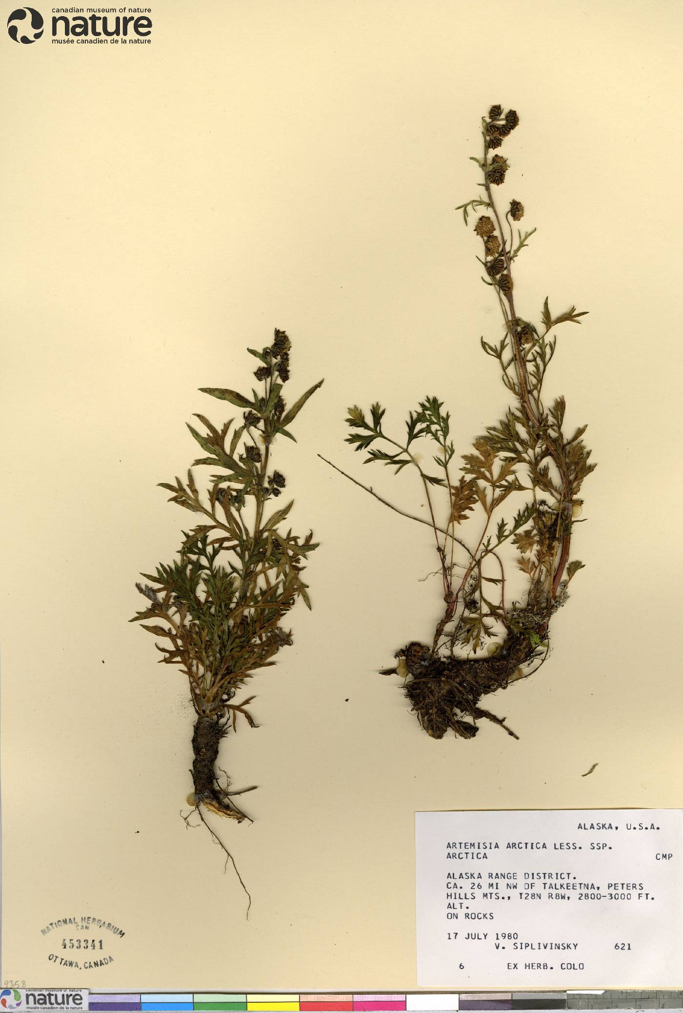 Artemisia arctica image