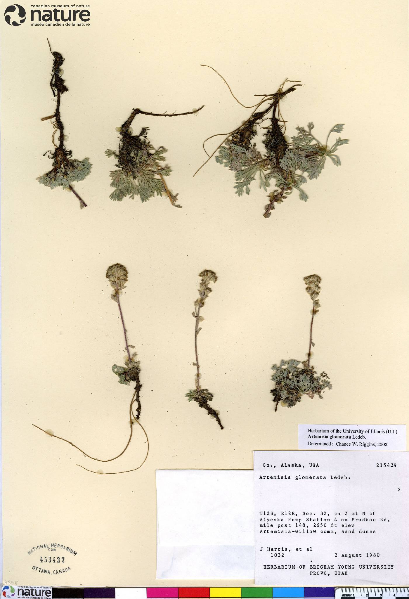 Artemisia globularia image