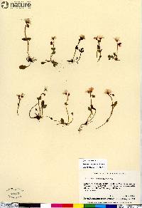 Claytonia sarmentosa image