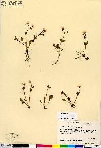 Claytonia sarmentosa image