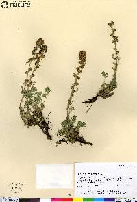 Artemisia furcata image