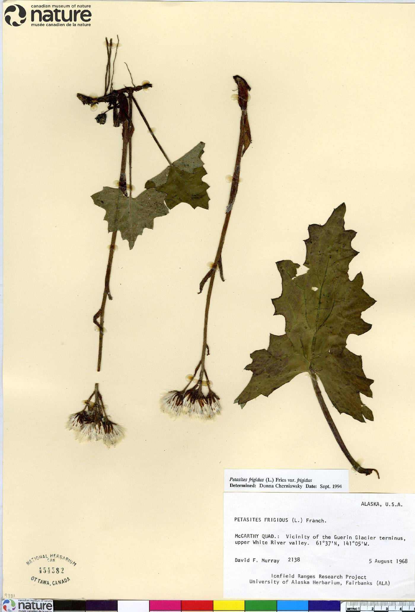 Petasites frigidus var. frigidus image