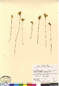 Utricularia cornuta image