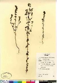 Euphrasia arctica image