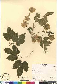 Humulus lupulus image