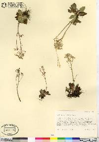 Micranthes reflexa image