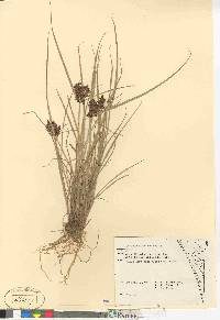 Cyperus diandrus image