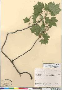 Ribes glandulosum image