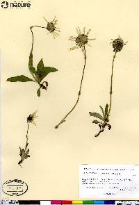 Arnica lessingii image