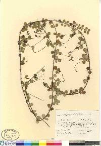 Linnaea borealis image