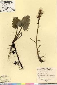 Petasites frigidus image