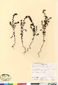 Euphrasia arctica image