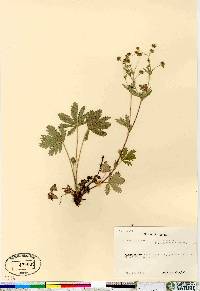 Potentilla thuringiaca image