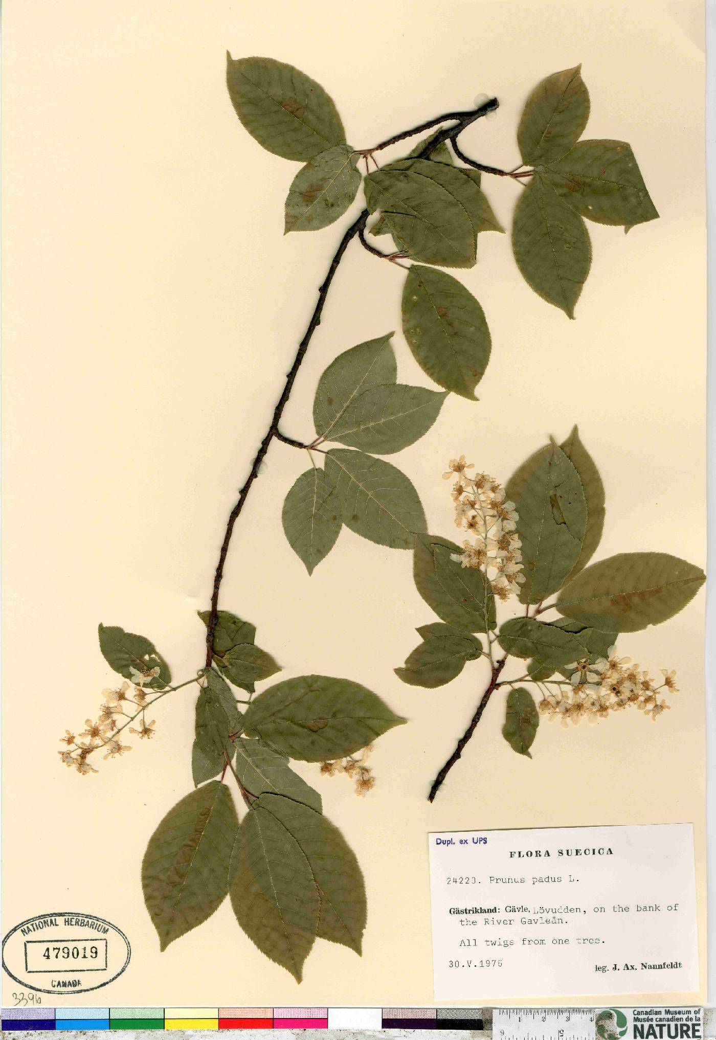 Prunus padus image