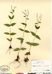 Epilobium montanum image