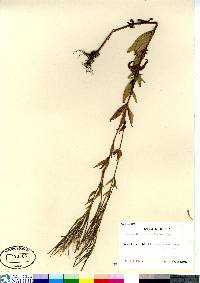 Epilobium rubescens image