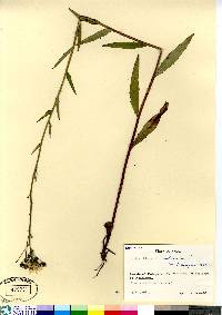 Hieracium umbellatum image