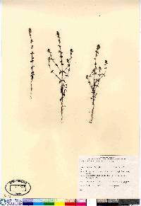 Euphrasia hudsoniana image