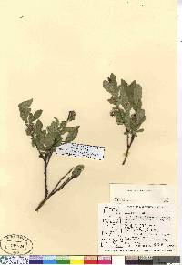 Salix myrtillifolia image