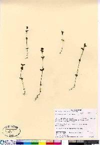 Euphrasia arctica image