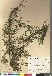 Artemisia biennis image