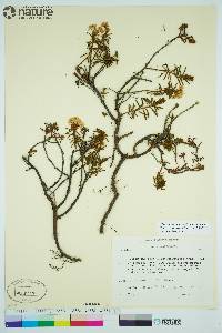 Rhododendron groenlandicum image