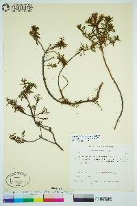 Rhododendron tomentosum image