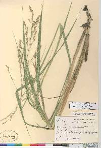 Scolochloa festucacea image