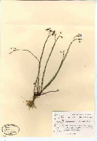 Linum lewisii image