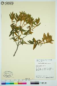 Rhododendron groenlandicum image