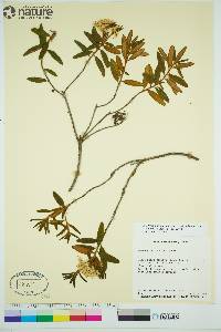 Rhododendron groenlandicum image