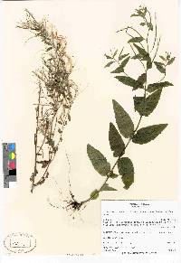 Epilobium ciliatum subsp. glandulosum image