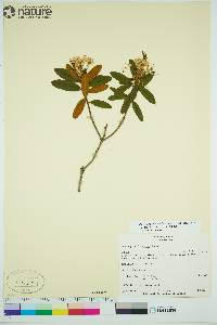 Rhododendron groenlandicum image