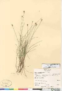 Carex gynocrates image